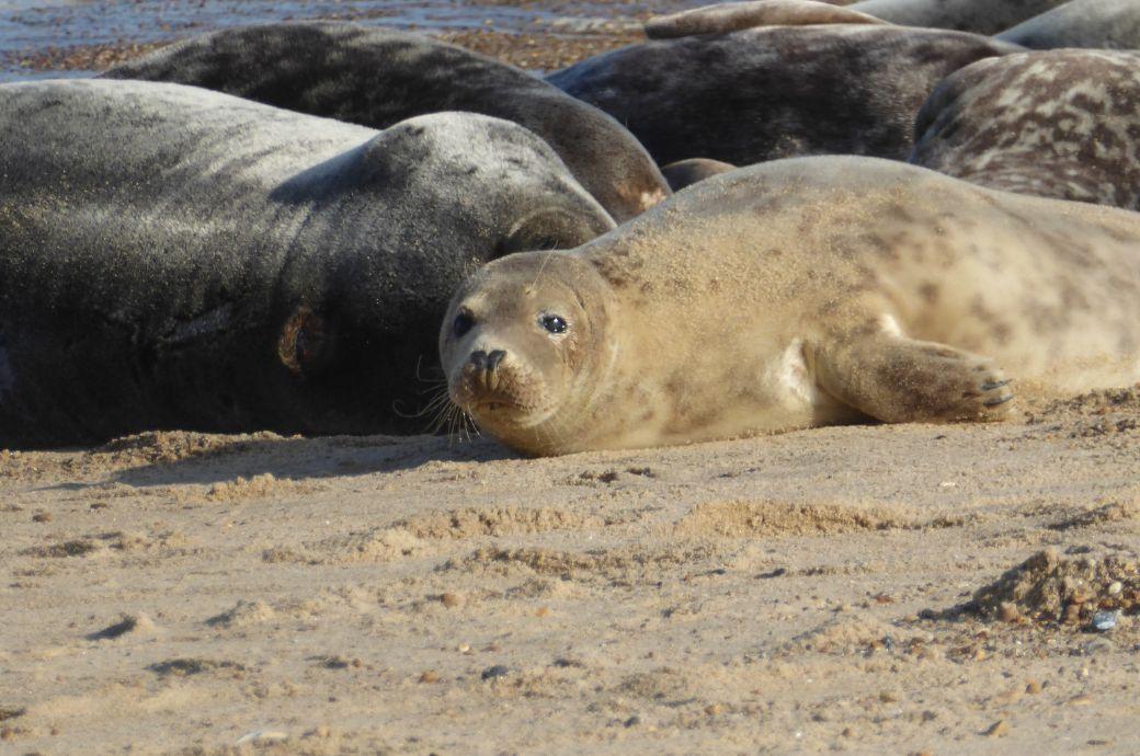 Grey seal resting on beach