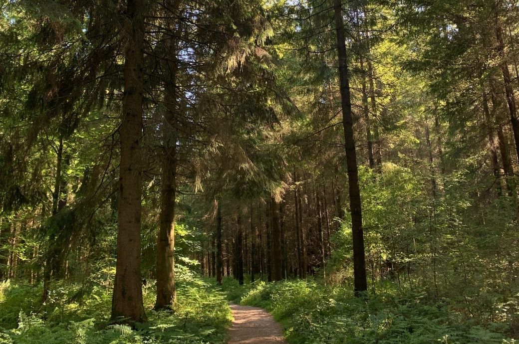 Forest trail through sunlit trees