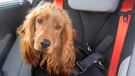 Brown dog sitting in car