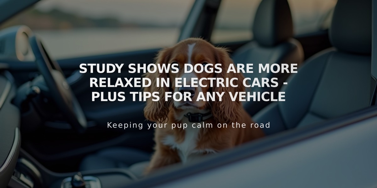 Study Shows Dogs Are More Relaxed in Electric Cars - Plus Tips for Any Vehicle